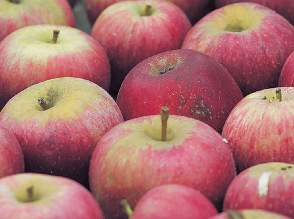 Perché la Melannurca Campana I.G.P. è considerata la “regina delle mele”