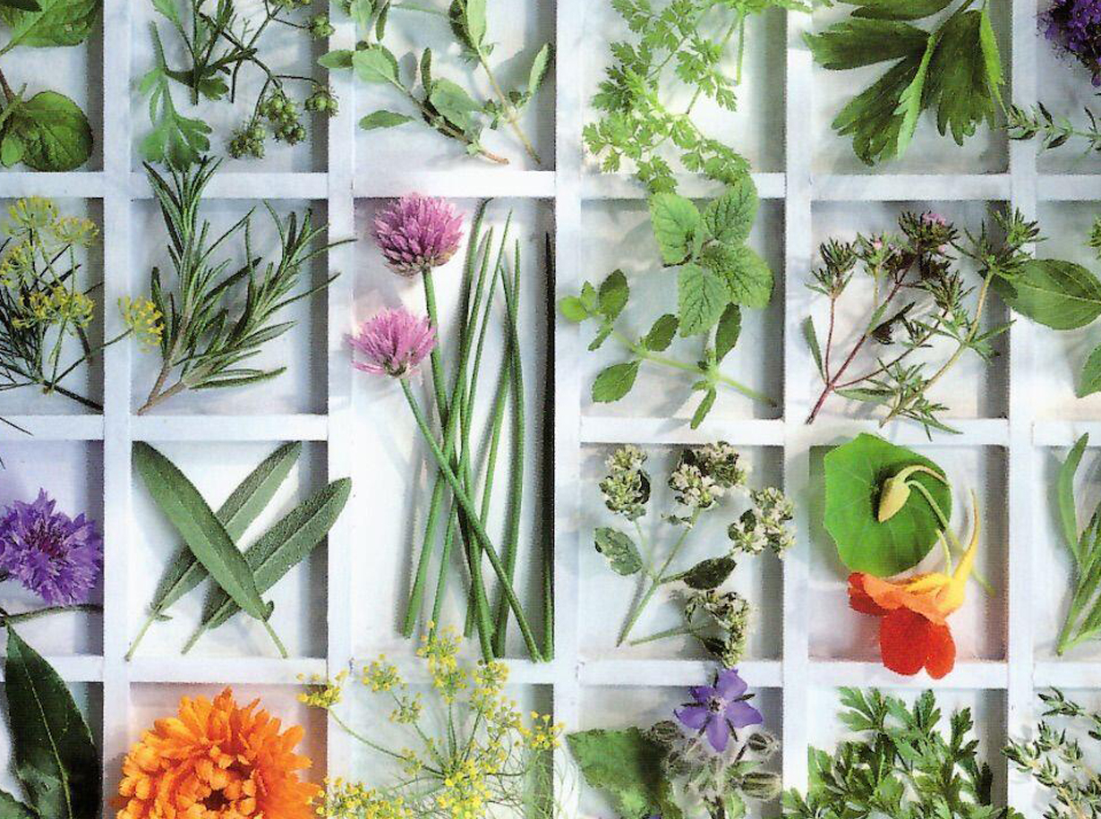 Dal Mondo Vegetale - amaperbene.it