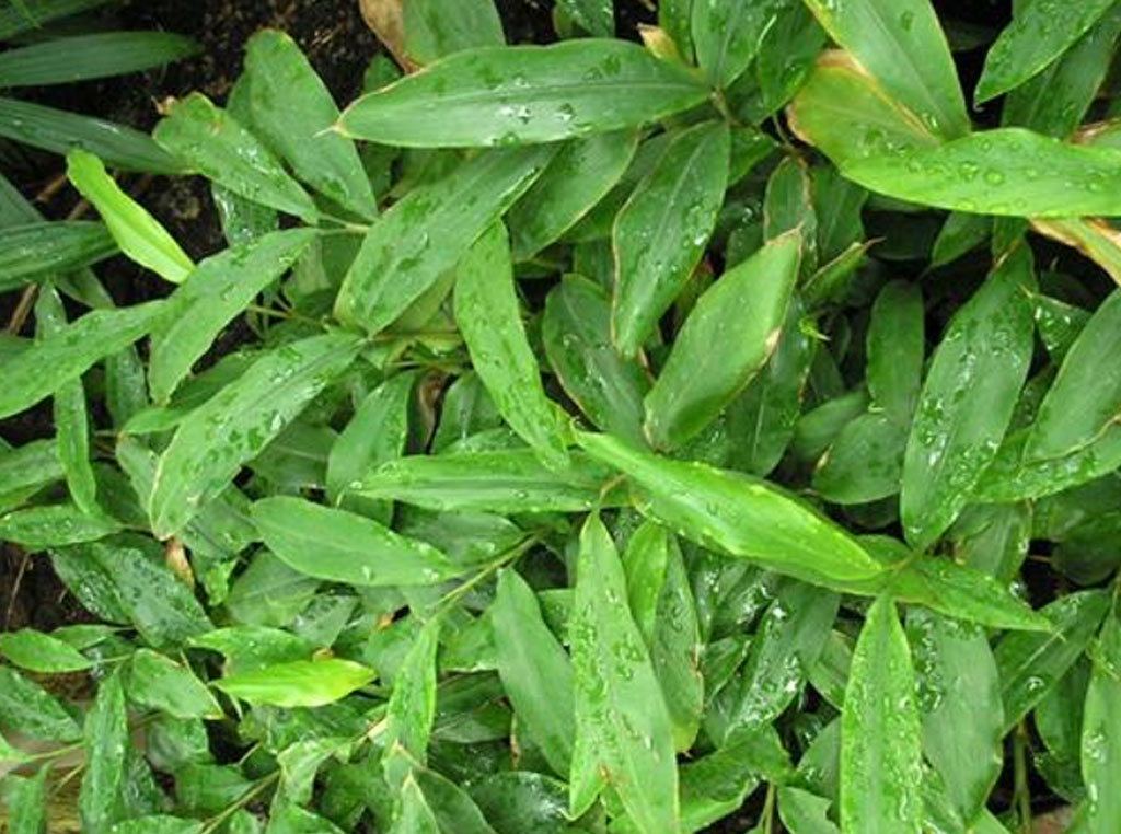 Cardamomo Del Malabar 