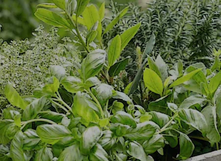 erbe-aromatiche-2-ama-per-bene