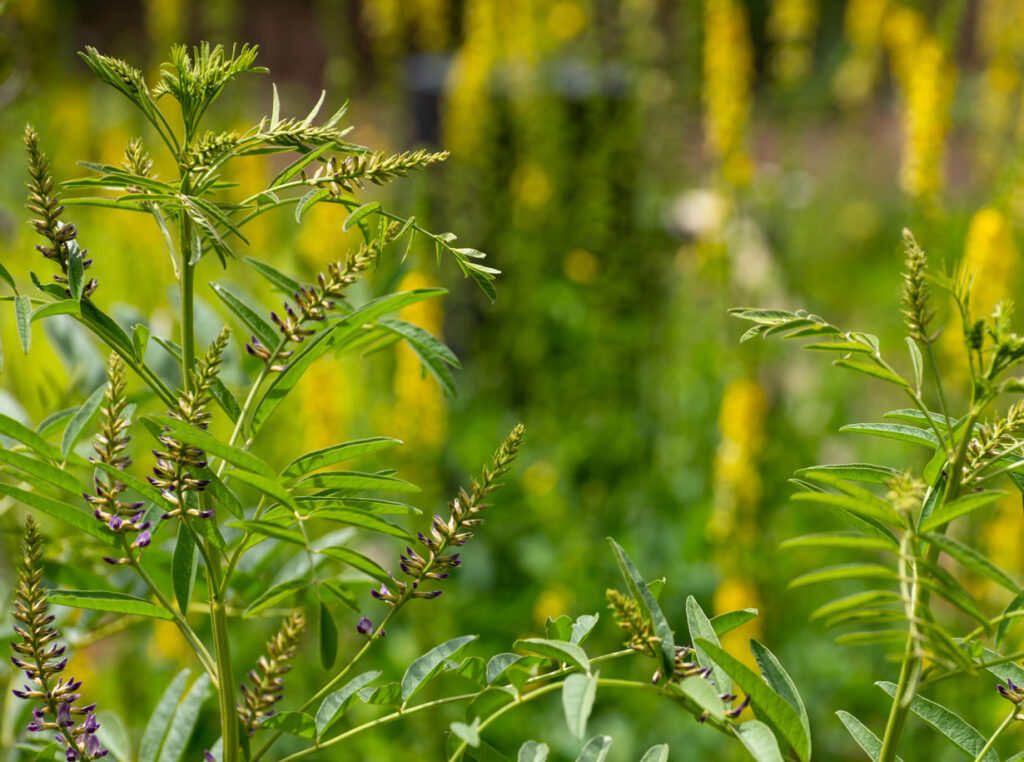 Liquirizia | Glycyrrhiza glabra L.