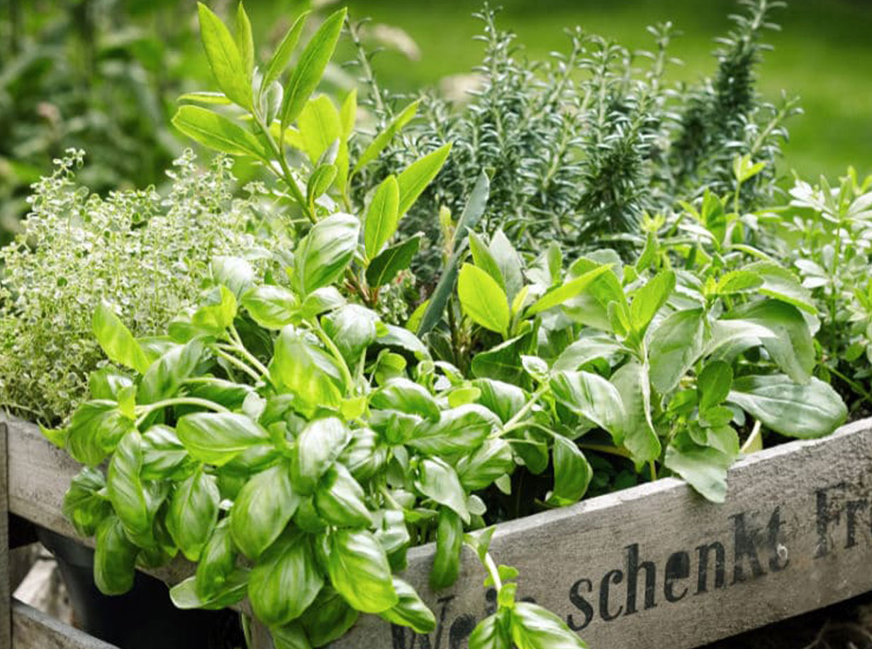 piante-aromatiche-ama-per-bene