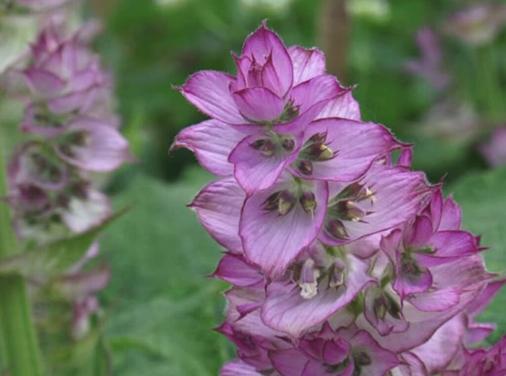 Salvia sclarea