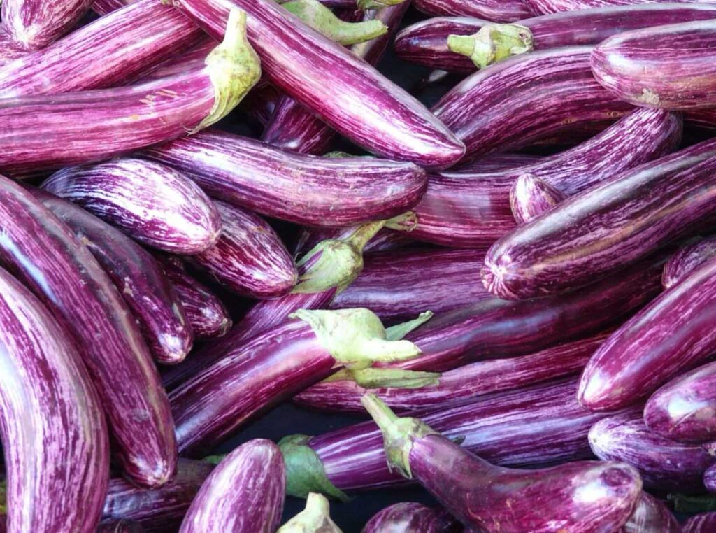 Melanzana Zebrina Viola