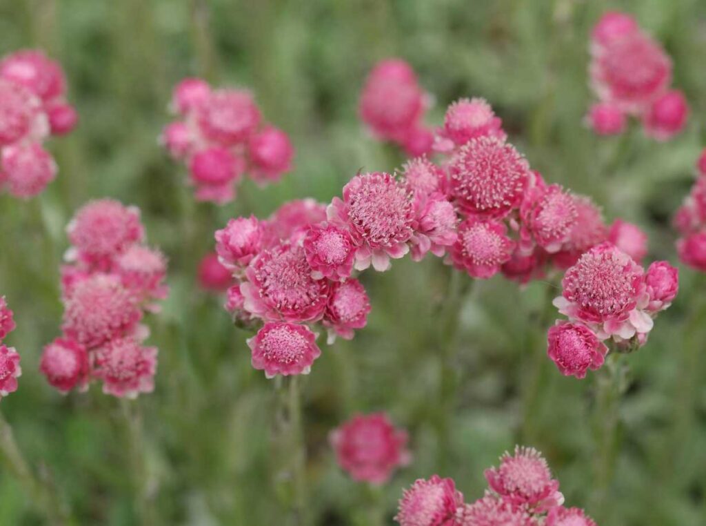 Antennaria | Antennaria dioica