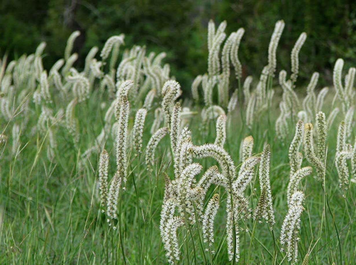 Aletris farinosa