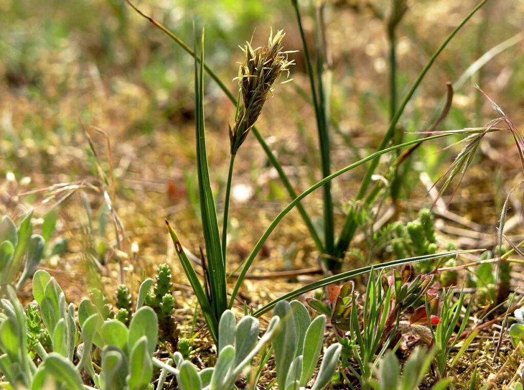 Arenaria Carex Arenaria