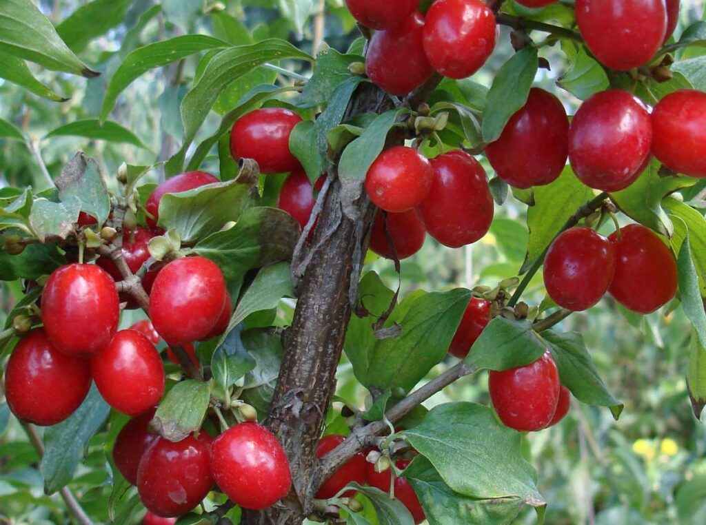 Corniolo | Cornus Mas
