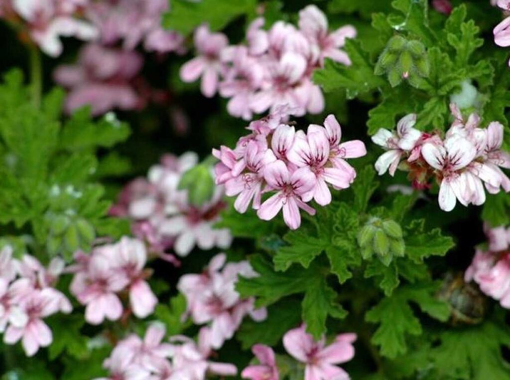 Geranio odoroso | Pelargonium odoratissimum