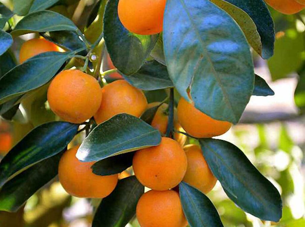 Mandarino | Citrus Nobilis