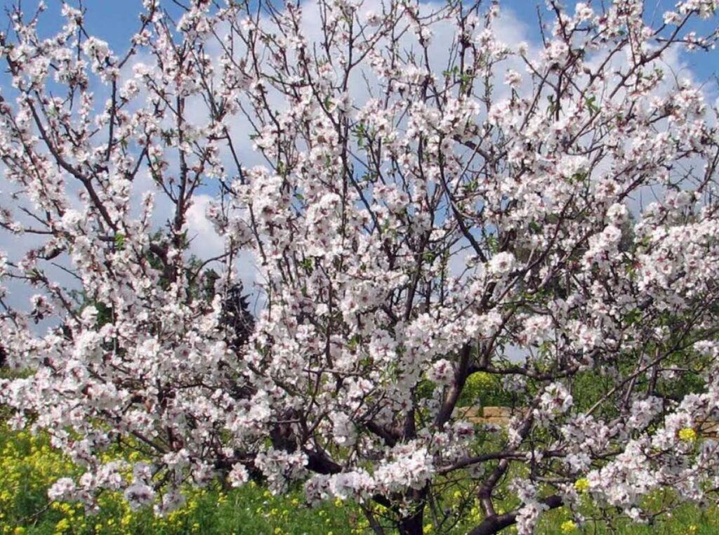 Mandorlo | Prunus dulcis