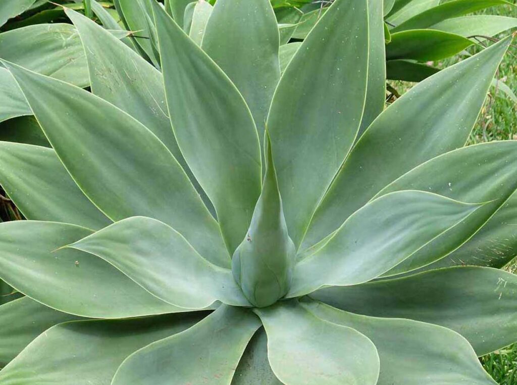 Agave | Àgave