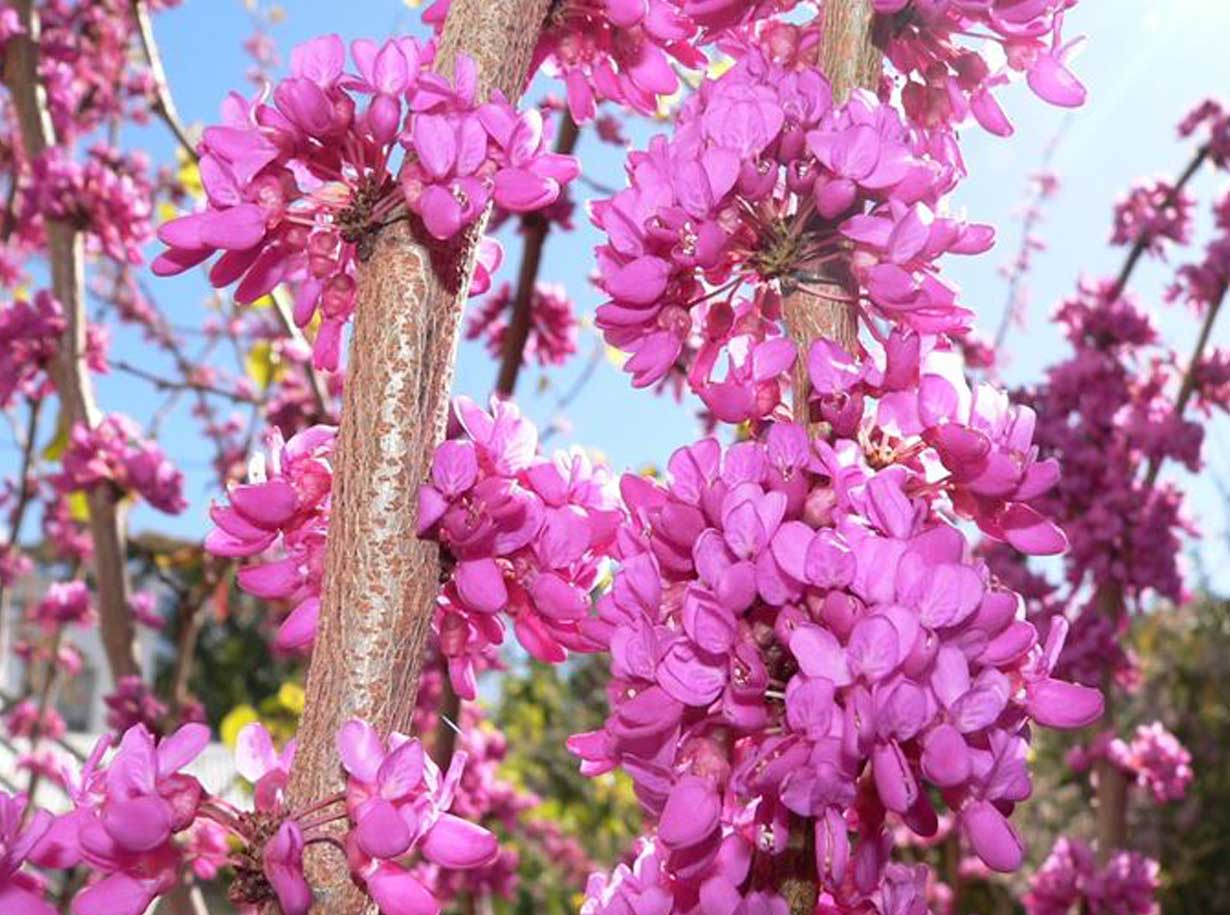 Albero Di Giuda Cercis Siliquastrum Amaperbene it Albero Di Giuda Cercis Siliquastrum Amaperbene it