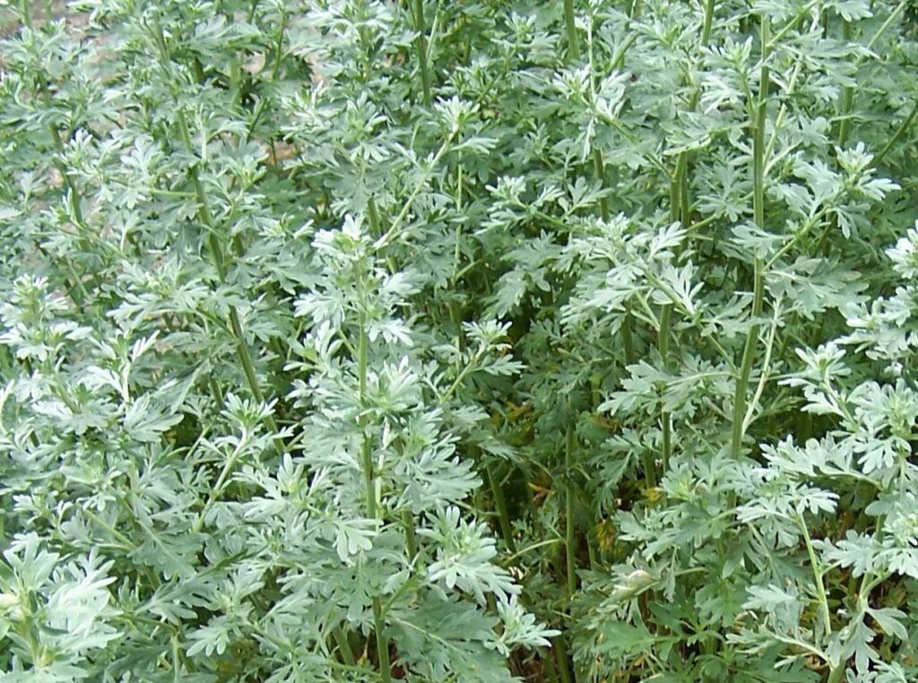 Assenzio aromatico | Artemisia arborescens