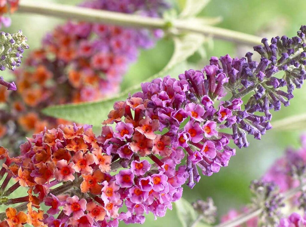 Buddleja