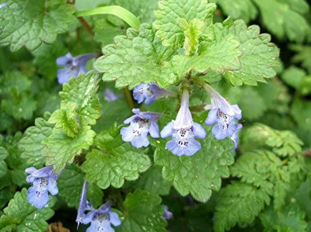 Eadera Edera terrestre | Glechoma hederacea L. | Ama per Bene