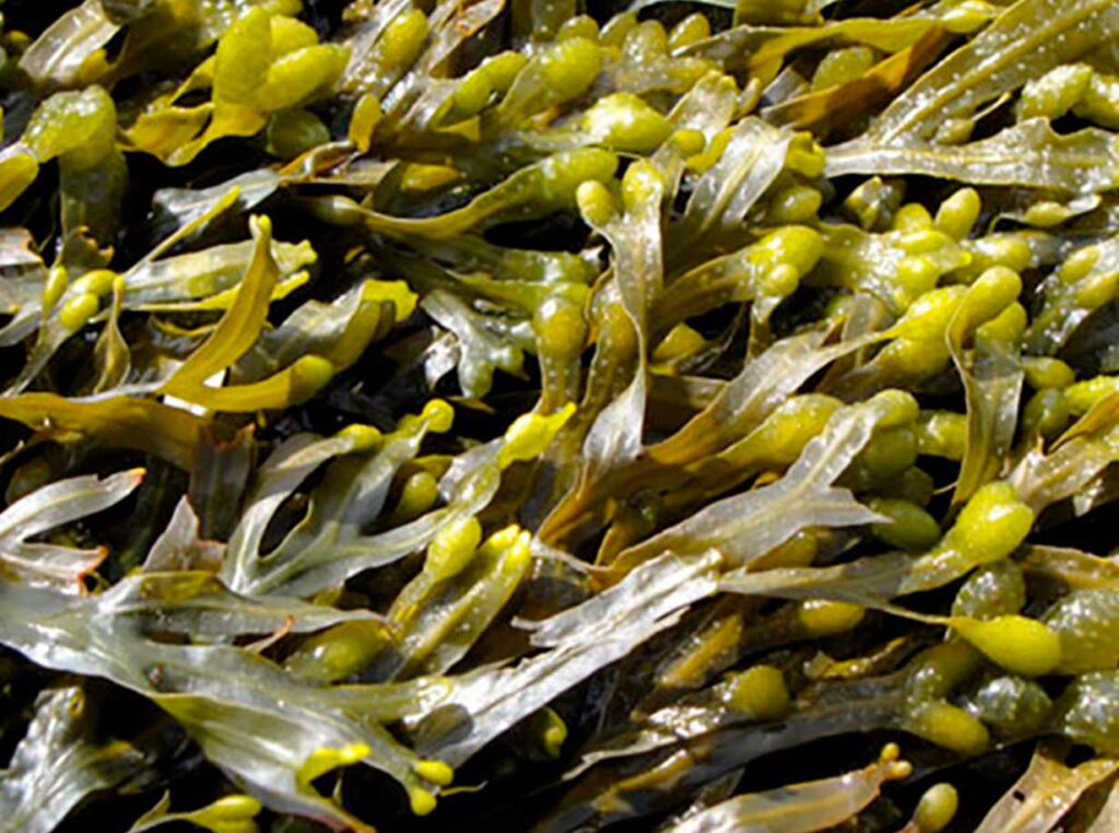 Fucus Vesiculosus Welche Potenz Zum Abnehmen Fuco | Fucus vesiculosus L. | Ama per Bene