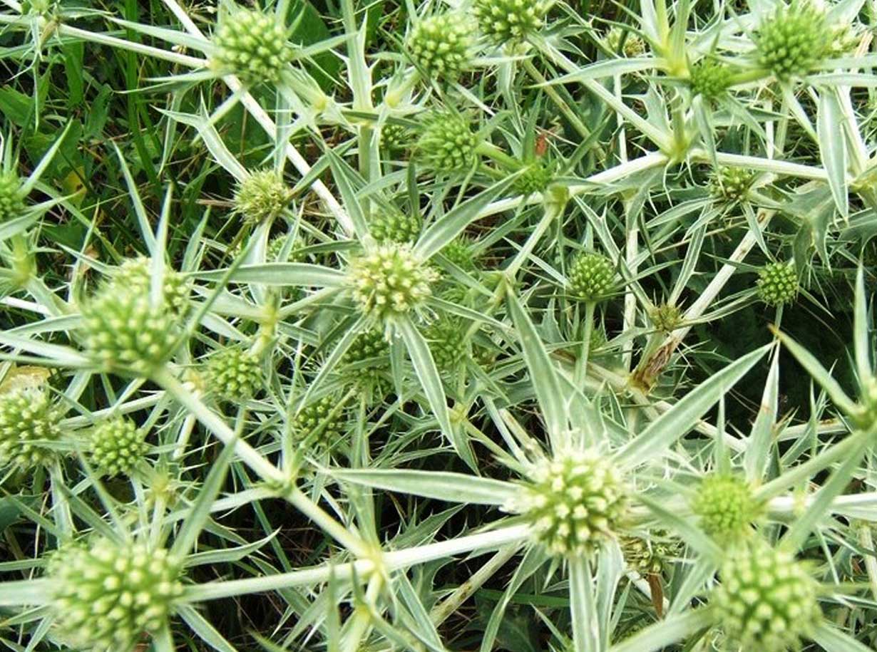 Eringio Eryngium campestre L. amaperbene.it