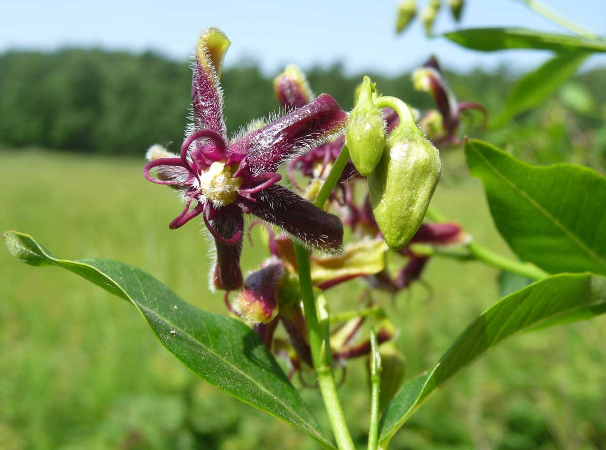 Periploca Periploca graeca L. amaperbene.it