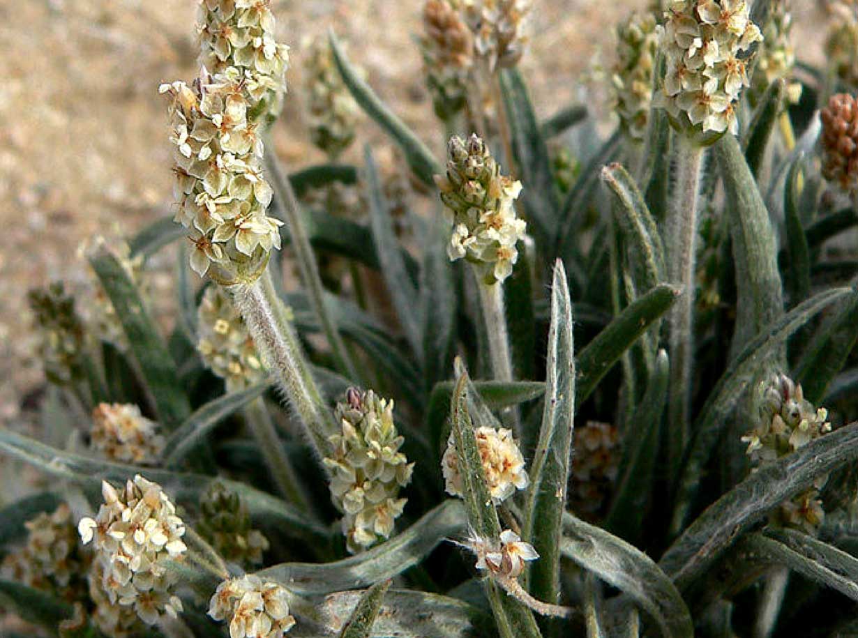 Psillio | Plantago Psyllium L. + spp. - amaperbene.it