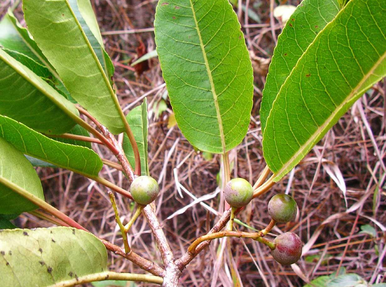Pygeum Prunus africana (Hook. f.) Kalkman amaperbene.it