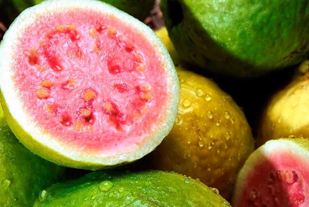 Guava - Psidium gujava L. - amaperbene.it