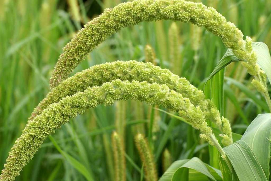 Setaria italica - amaperbene.it