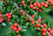 Cotoneaster