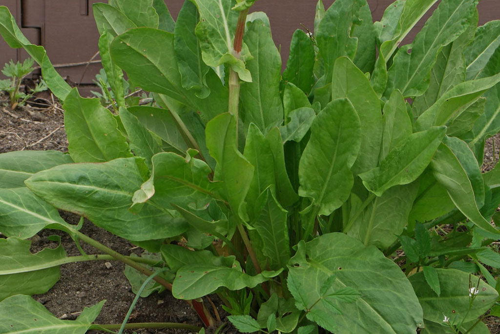 Acetosa (Rumex acetosa) - amaperbene.it