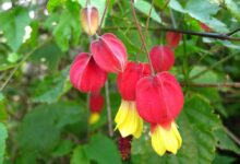 Abutilon Megapotamicum