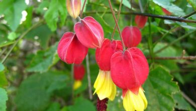 Abutilon Megapotamicum