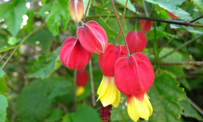 Abutilon Megapotamicum