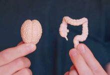 L’asse bidirezionale intestino-cervello