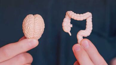 L’asse bidirezionale intestino-cervello