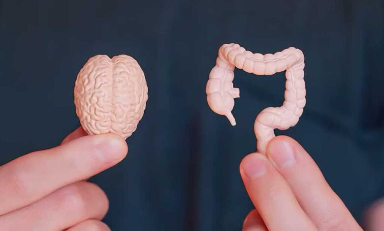 L’asse bidirezionale intestino-cervello