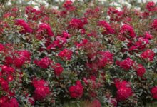 Piante Mirtillo Rosa Limonata