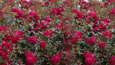 Piante Mirtillo Rosa Limonata