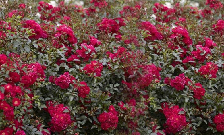 Piante Mirtillo Rosa Limonata