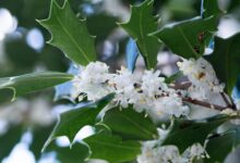 Osmanto - Osmanthus heterophyllus