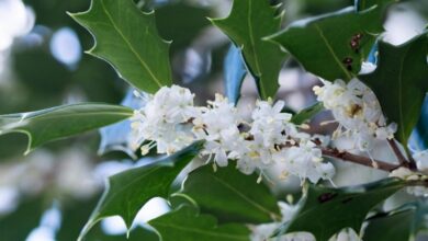 Osmanto - Osmanthus heterophyllus