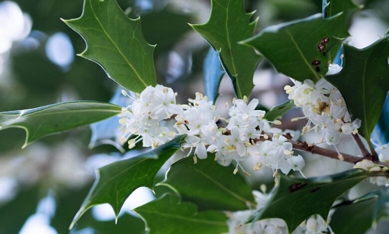 Osmanto - Osmanthus heterophyllus