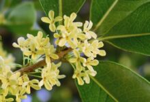 Osmanto odoroso - Osmanthus fragrans