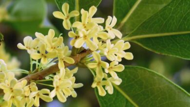 Osmanto odoroso - Osmanthus fragrans