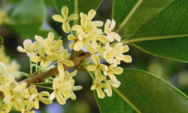 Osmanto odoroso - Osmanthus fragrans