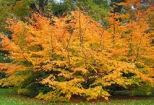 Parrotia persica