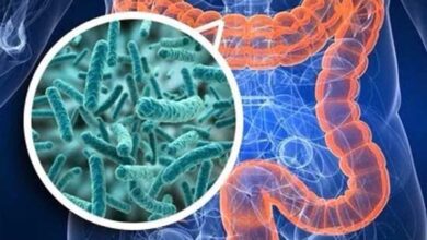 Nuovi postbiotici intestinali con attività su sistema immunitario e SNC