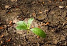 I cambiamenti ambientali, come il degrado forestale e i cambiamenti nell’uso del suolo, sono fattori chiave nella diffusione delle malattie