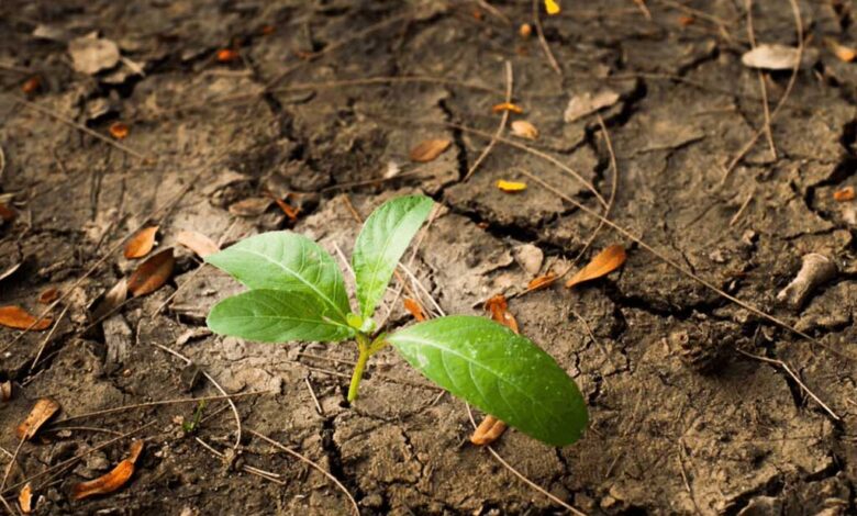 I cambiamenti ambientali, come il degrado forestale e i cambiamenti nell’uso del suolo, sono fattori chiave nella diffusione delle malattie