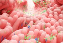 Come i batteri intestinali convertono gli alimenti in energia