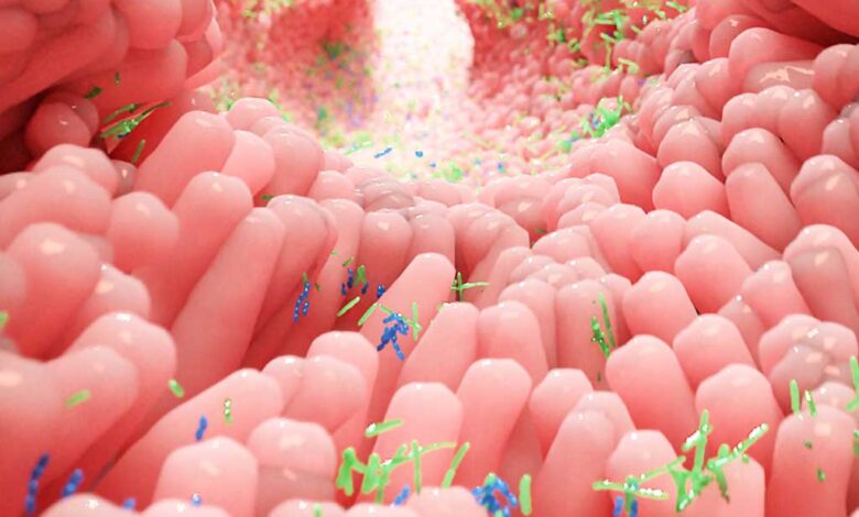 Come i batteri intestinali convertono gli alimenti in energia